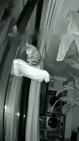 Cat Fall GIF
