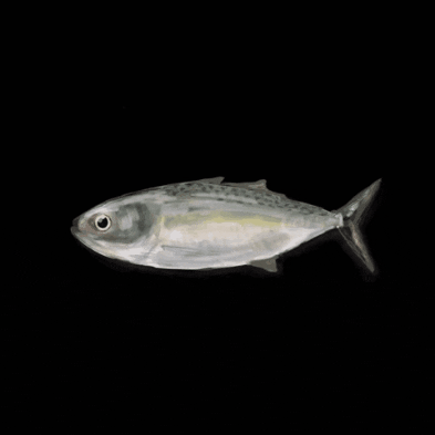 Fish GIF