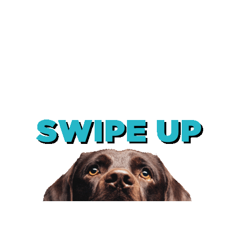 Swipe Up Chocolate Lab Sticker by Freedom Service Dogs of America