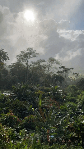 Costa Rica Environment GIF