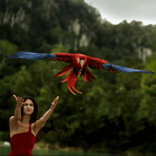 mother nature parrot GIF