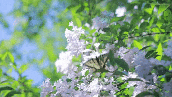 200.gif?cid=fc005b089fb0b6a5f5c43dd20e495d8d4479b3d4ee7fb504&rid=200.gif&ct=g