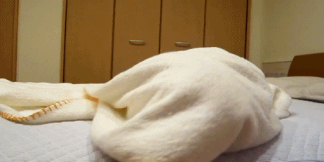 https://media0.giphy.com/media/a4OU1Q77lD248/giphy.gif