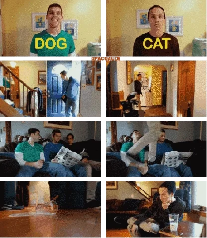 compilation dog vs cat GIF