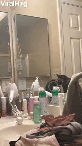 Cat Stares Back With Makeup Mirror GIF by ViralHog