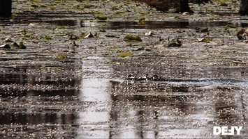 Swamp People Swimming GIF by DefyTV