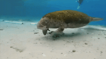 Wildlife Conservation Florida GIF by Storyful