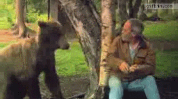 Slapping Bear GIFs - Find & Share on GIPHY