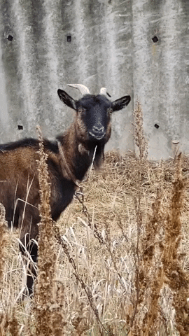 Goat What GIF by KreativCopy