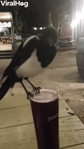 Magpie Steals A Sip Of Cider GIF by ViralHog