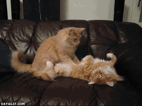 cat massage GIF - search and share on GIPHY