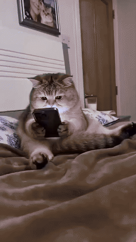 Cat Meme GIF