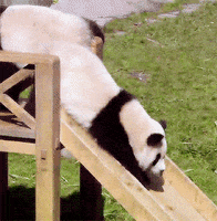 Sliding Panda Bear GIF