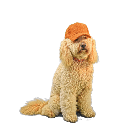 Pets Best Sticker