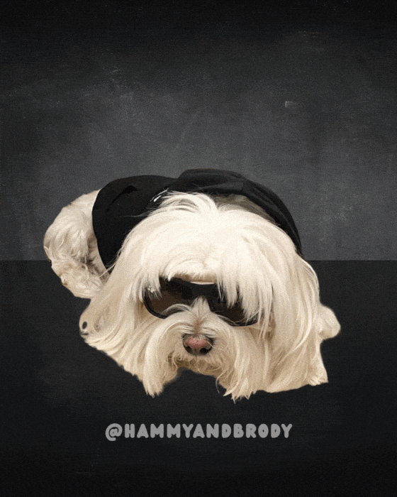 Over It No GIF by HammyandBrody