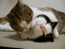 Video gif. Closeup of two cats, one black and white, and one calico. The black and white cat lays its head in front of the calico cat who licks it all over, really loving on it. 