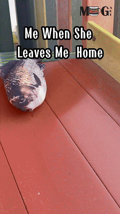 MugArt GIF