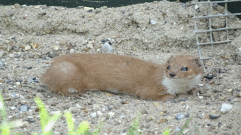 weasel