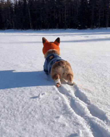 Puppy Corgi GIF