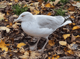 Bird Seagull GIF by sheepfilms