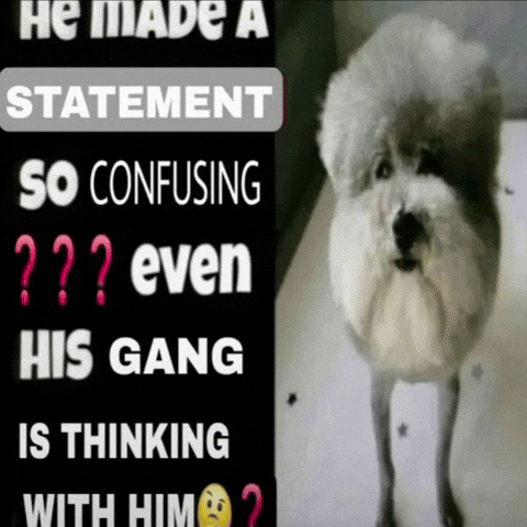 Confused Dog GIF