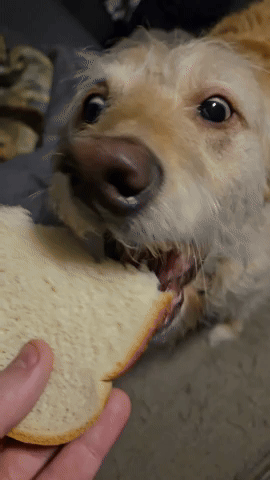 Dog GIF