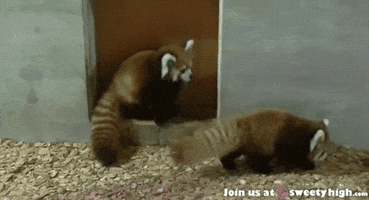 Red Pandas Gifs Get The Best Gif On Giphy