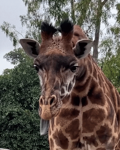 Tongue What GIF by San Diego Zoo Wildlife Alliance