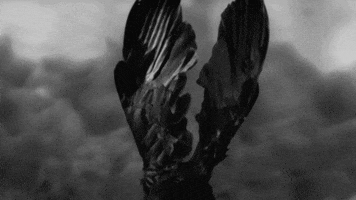 dark bird GIF