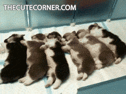 Cute-puppies GIFs - Get the best GIF on GIPHY