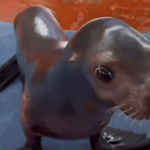 Sea Lion Seal GIF