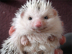 Hedgehog Sniffing GIF
