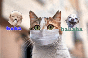 Cat And Dog And Face Mask GIF