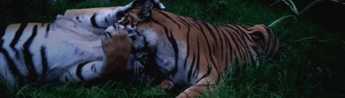 relaxed tiger GIF