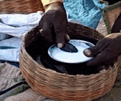 Animal GIF