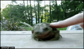 frogs GIF