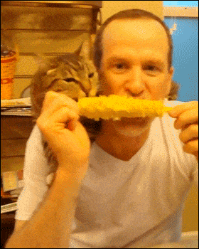 Corn On The Cob Eating GIF - Find & Share on GIPHY