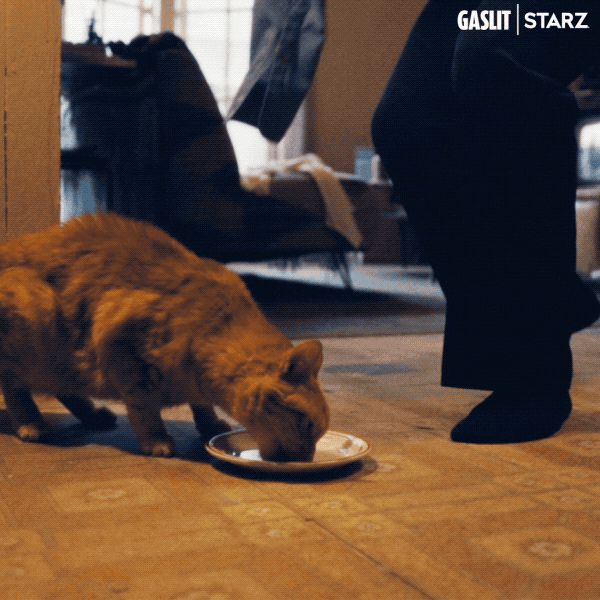Cat Pet GIF by Gaslit