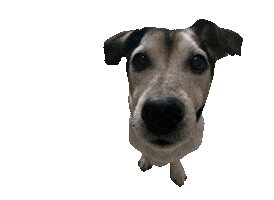Tyson Sticker by helpinganimalsromania