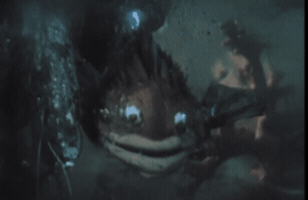 Fish GIF