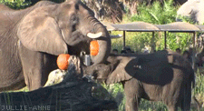elephant eating GIF