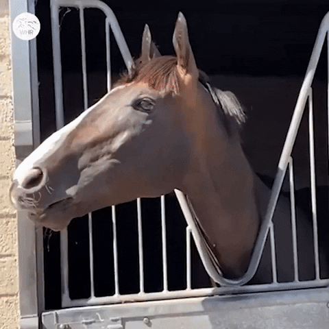 Sport Laugh GIF by World Horse Racing