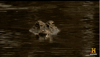 History Waiting GIF by Swamp People