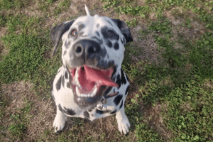 Dog GIF