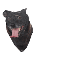 Dog Lord Sticker by ONG Planeta dos Bichos