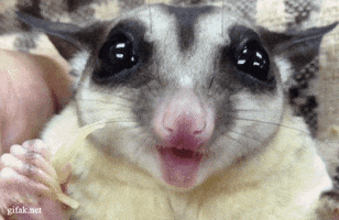 Video gif. A closeup of a sugar glider as it chews some food, munching away happily, holding a piece of the food in one of its paws. 