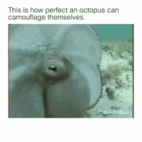 octopus camouflage GIF