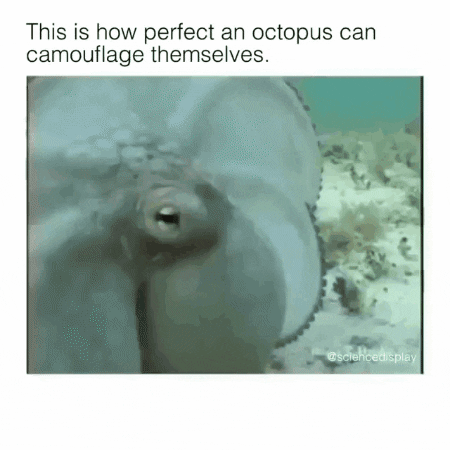 octopus camouflage GIF