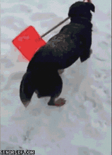 Dog Shoveling Snow GIF