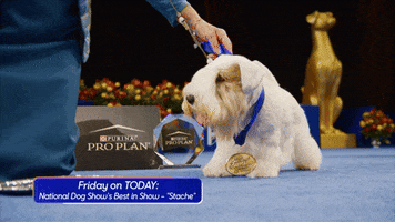 Dog Show GIF by NBC